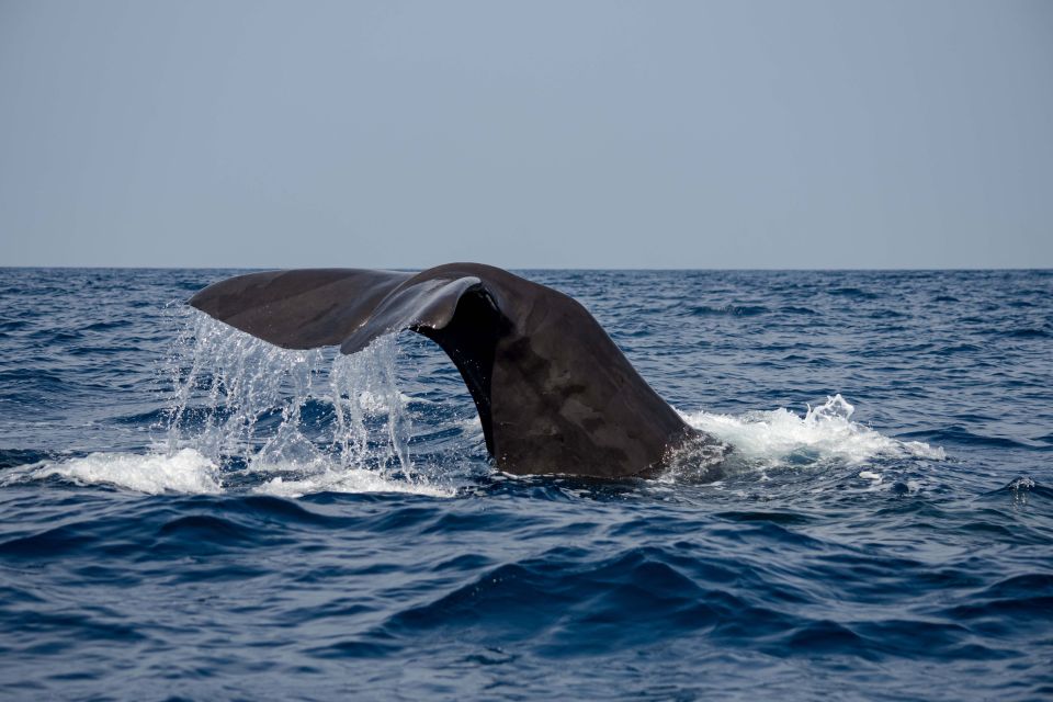 Bleik: Whale Watching Trip by Speedboat With Tea and Muffins - Last Words