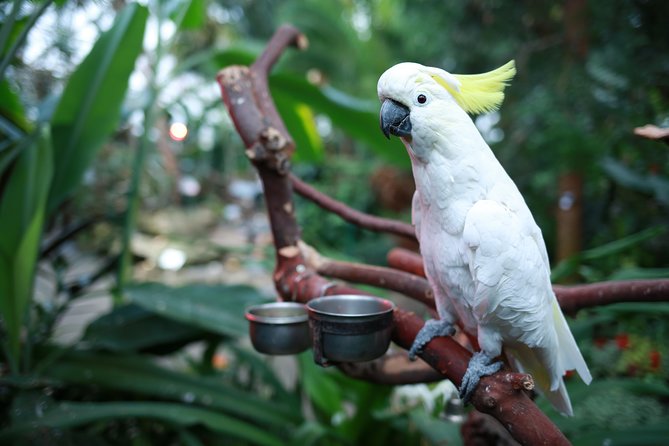 Bloedel Conservatory Admission Ticket - Last Words