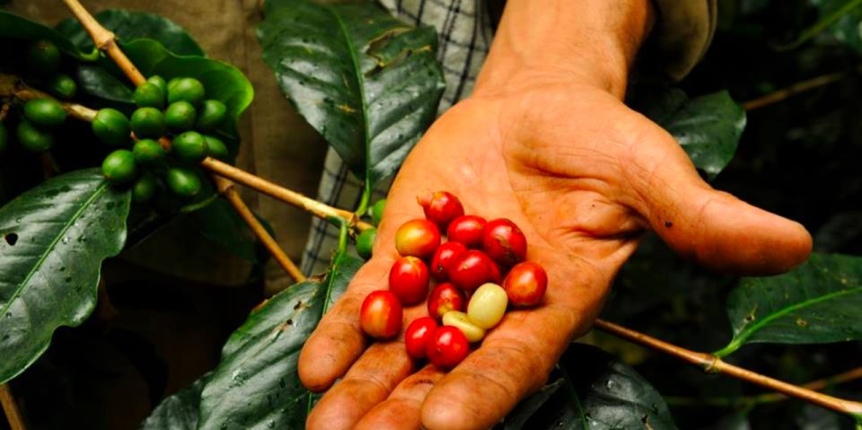 Bogotá: Colombian Coffee Tour With Farm - Coffee Farm Visit and Tasting Session