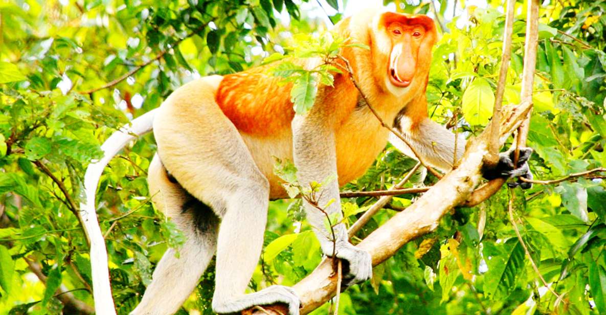 Bongawan Wetland: Proboscis Monkey and Fireflies Shared Tour - Common questions