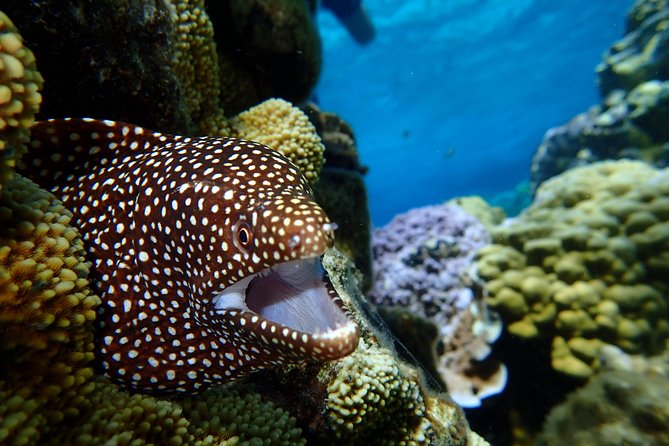 Bora Bora: Luxury Private Half Day Snorkeling Tour - Common questions