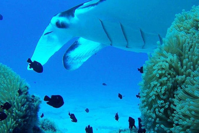 Bora Bora Private Lagoon Tours - Things to Remember
