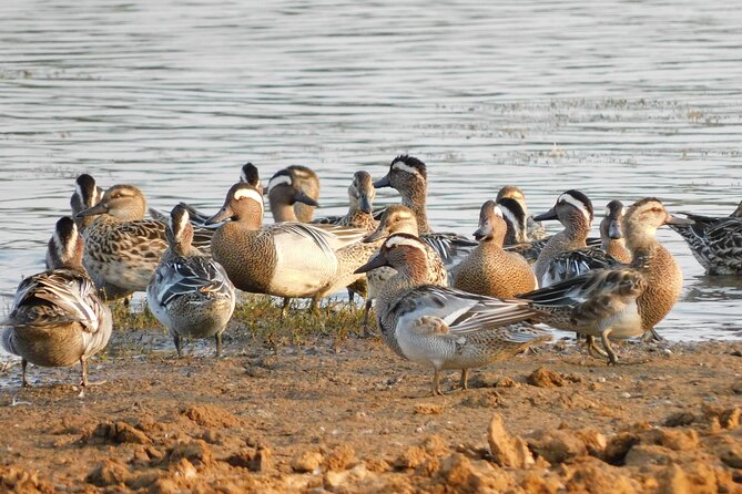 Bundala National Park Safari (5 Hours) PRIVATE TOURS - 2 Sessions - Common questions