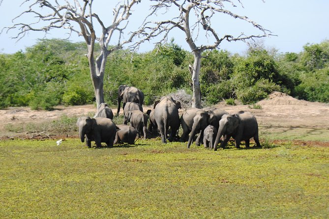 Bundala National Park Small-Group Half-Day Tour  - Yala National Park - Common questions