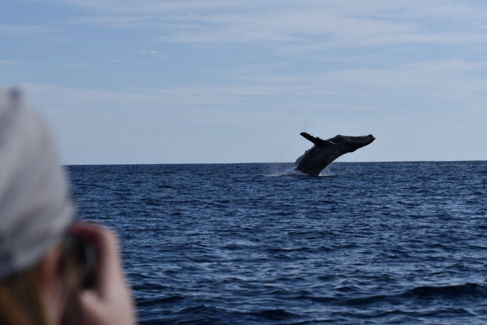 Cabo: 2-Hour Whale Watching Boat Ride With Free Pictures - Essential Items to Bring