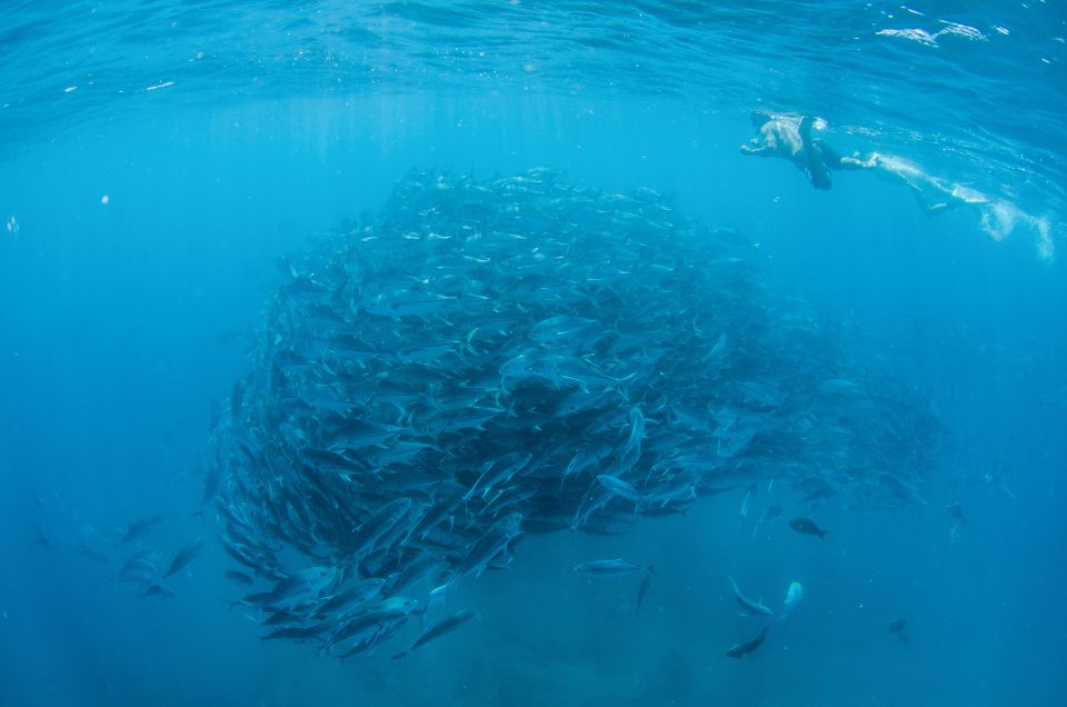 Cabo San Lucas: Cabo Pulmo Snorkeling Expedition - Marine Species Observation