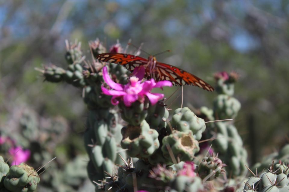 Cabo San Lucas: Candelaria RAZOR Adventure - Common questions