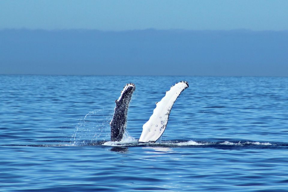 Cabo San Lucas: Whale Watching Experience on Catamaran - Common questions
