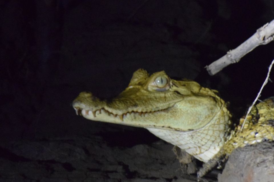 Caimans and Capibara Search on the Tambopata River - Free Cancellation Policy