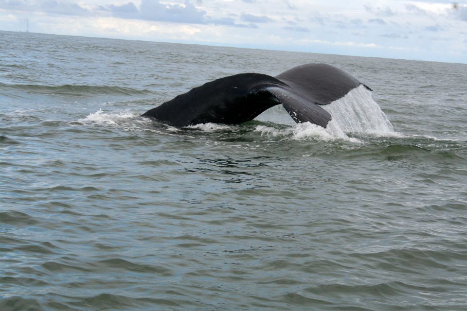 Cali: Whale Watching in the Colombian Pacific Coast - Practical Information