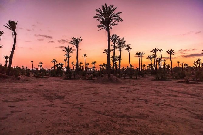 Camel Ride in Marrakech Palm Grove - Last Words