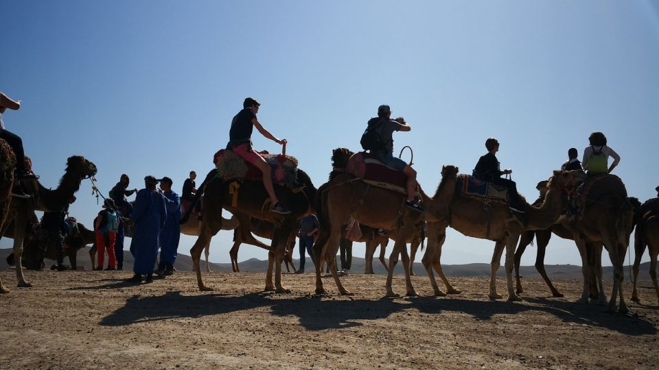 Camel Ride In Palmeraie 1 Hour, With Tea - Common questions