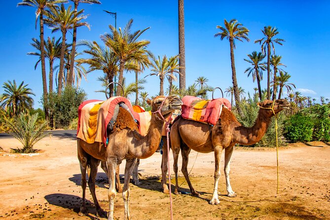 Camel Ride in the Palm Grove of Marrakech - Last Words