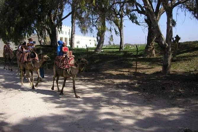 Camel Riding - Sustainability in Camel Riding