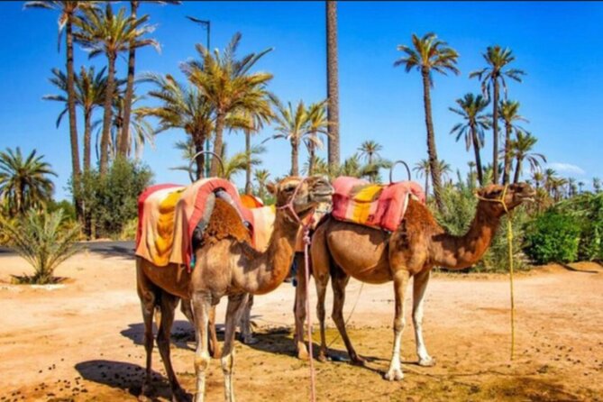 Camel Trekking Through Marrakeshs Palm Grove - Booking Requirements