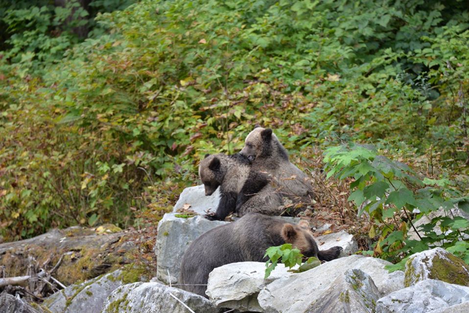 Campbell River: Grizzly Bear-Watching Tour With Lunch - Tour Duration and Guide