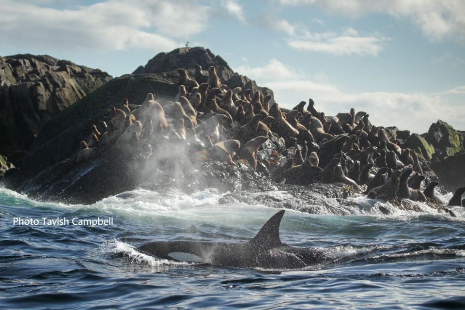 Campbell River: Salish Sea Whale Watching Adventure - Additional Tips and Recommendations