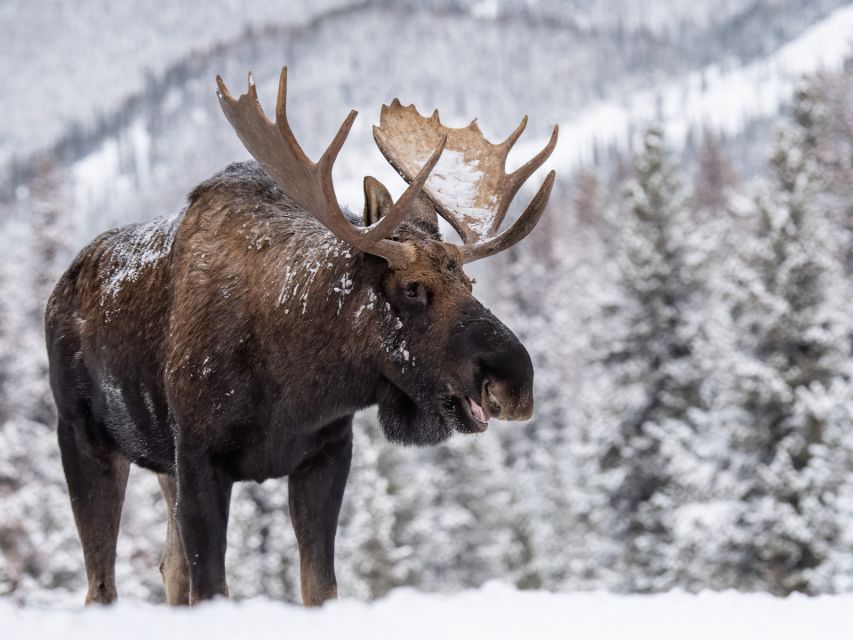 Canadian Rockies Escorted Multi-Day Tour by Private Vehicle - Last Words