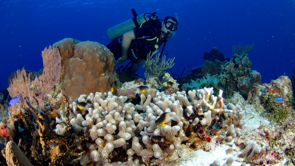 Cancún: Underwater Museum & Reef for Certified Scuba Divers - Free Cancellation