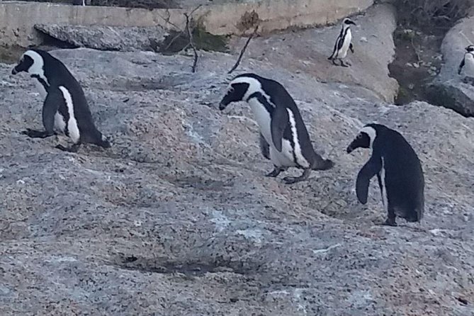 Cape Point Chapmans Peak Drive Penguins Full Day Tour Wine Tasting - Common questions