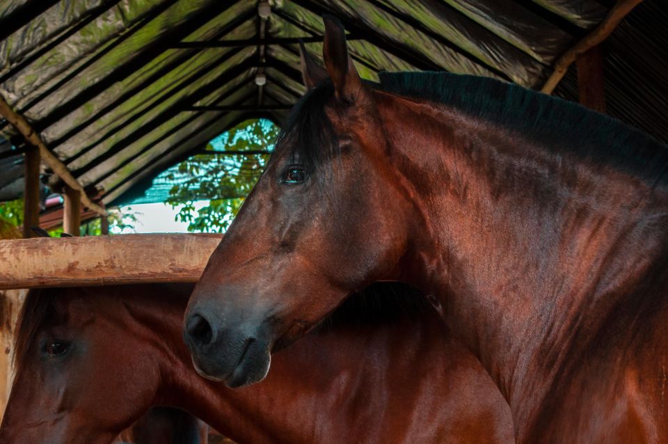 Cartagena: Beach Horse Ride and Colombian Horse Culture - Last Words