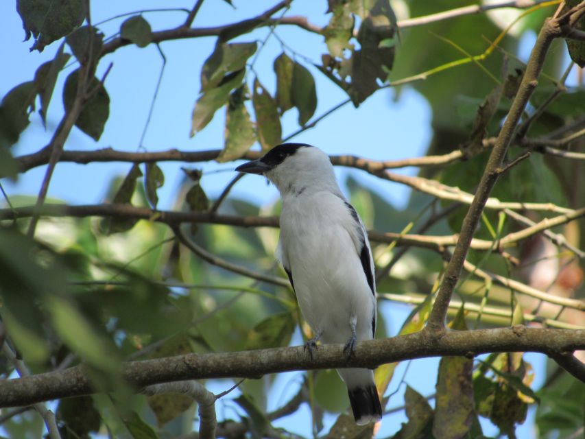 Cartagena: Private Bird-Watching Tour With Breakfast - Local Wildlife Viewing