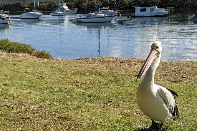 CENTRAL COAST PRIVATE TOUR Waterfalls, Beach Lookouts, Aboriginal Rock Art - Viator Support