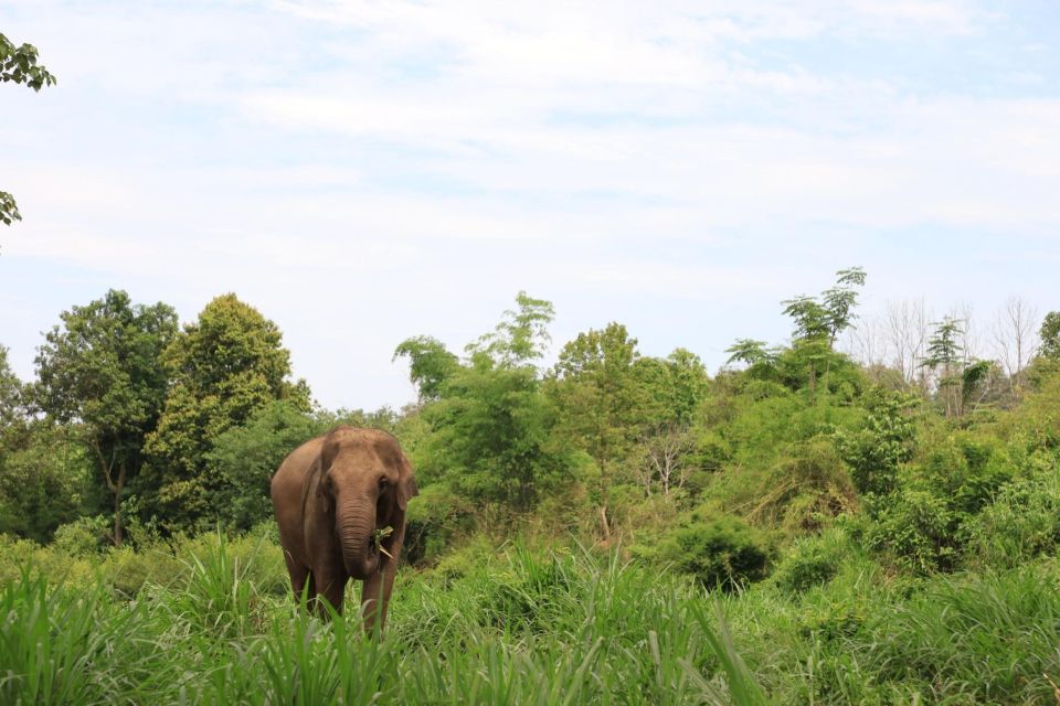 Chiang Mai: Ethical Elephant Sanctuary Day Tour & Lunch - Common questions