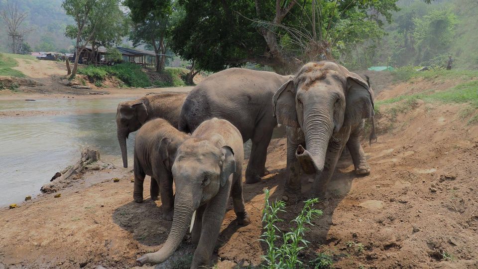 Chiang Mai: New Elephant Home Walking With Giants Tour - Last Words