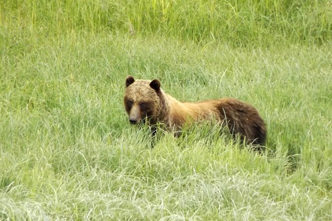Chichagof Island Tour: Brown Bear Search - Cancellation Policy