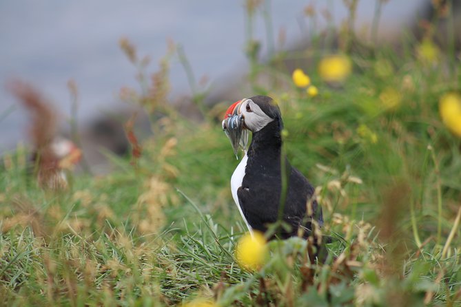 Classic Puffin Watching Cruise From Down Town Reykjavík - Last Words
