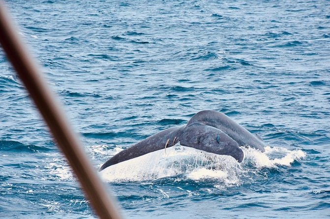 Colombo Private Whale-Watching Cruise - Additional Tour Details