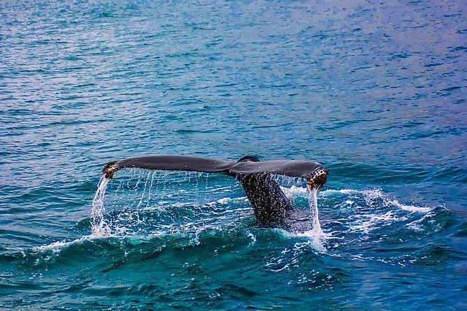 Combo Cape Agulhas Tour and Whales Watching Boat in Hermanus - Last Words