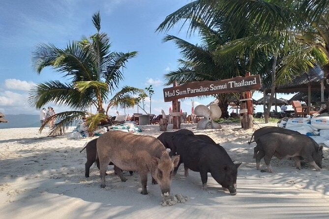 Coral and Pig Island: Koh Samui Island-Hopping Small Group Tour - Last Words