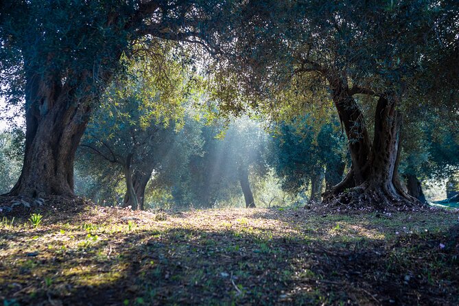 Corfu Organic Olive Oil Tasting at Family Farm