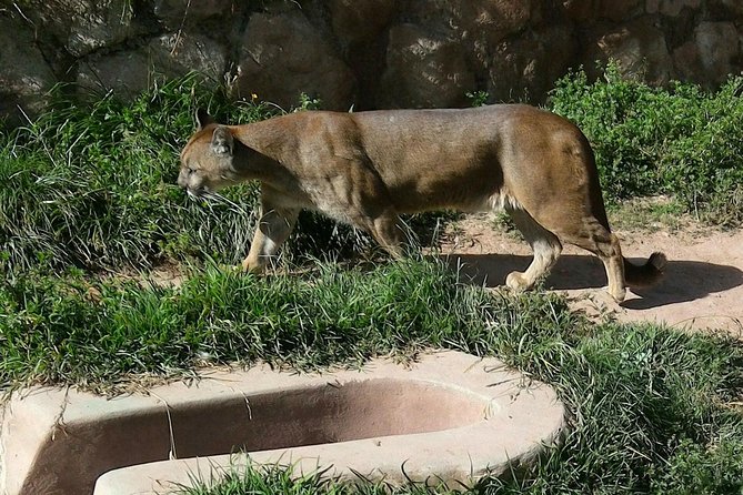 Cusco: Visit to Cochahuasi Animal Sanctuary With Transport - Last Words