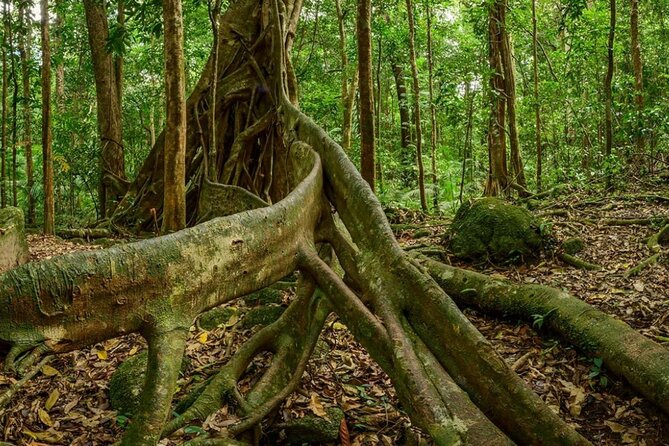 Daintree Rainforest, Mossman Gorge & Beach Day Tour W/Aboriginals - Last Words