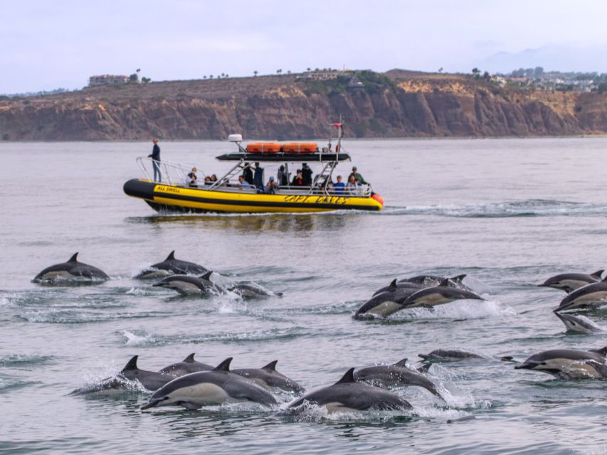 Dana Point Fast & Fun Zodiac-Style Dolphin & Whale Watching - Common questions