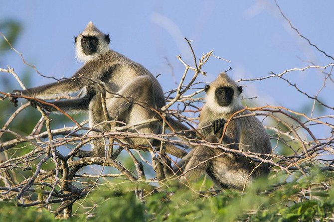 Day Tour to Wilpattu National Park From Colombo - Last Words