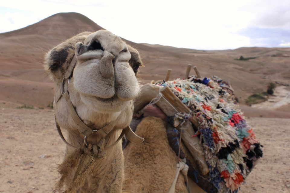Day-Trip to the Atlas Mountains & Three Valleys, Camel Ride - Common questions