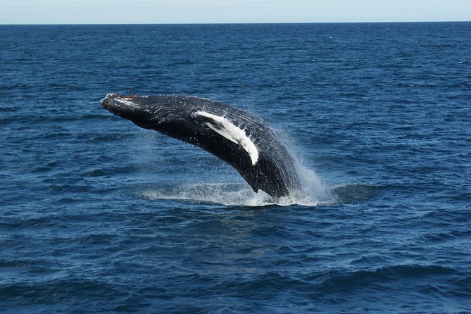 Deluxe Whale Watching and Whales of Iceland Exhibition Combo From Reykjavik - Common questions