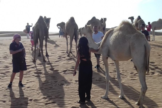 Desert Safari Tour With BBQ Dinner & Show From Dubai - Tour Duration and Pickup