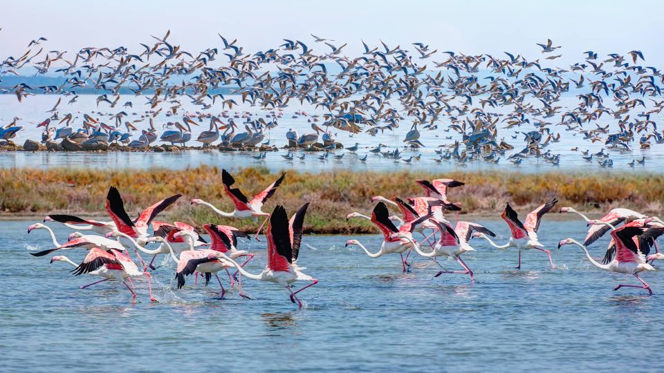 Didim/Altinkum: Full-Day Bafa Lake Guided Tour W/Breakfast - Customer Satisfaction