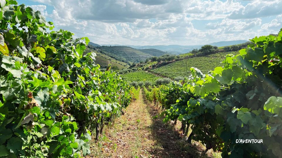 Discover Authentic Douro With D'aventour - Key Points