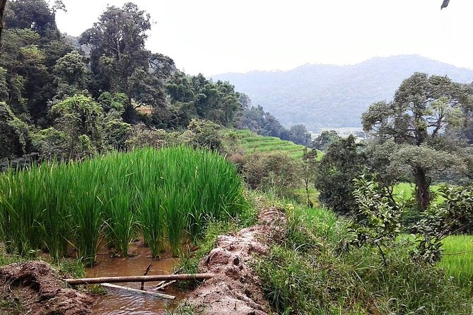 Doi Inthanon at Afternoon and Hiking - Group Interactions and Fun