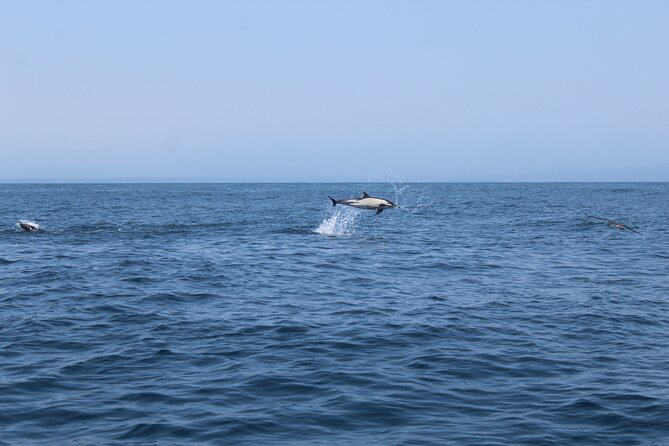 Dolphin Watching Along the Algarve Coast - Common questions