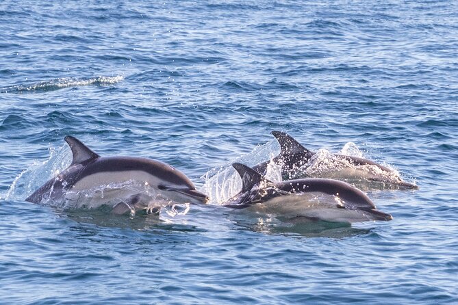 Dolphin Watching in Lisbon - Directions