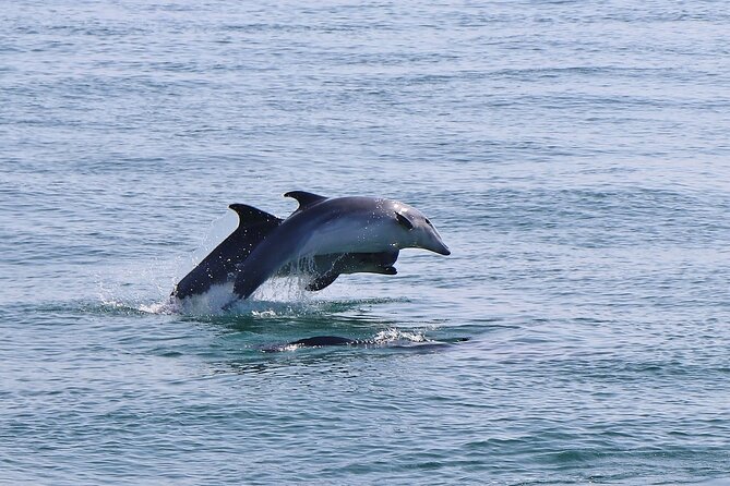 Dolphin Watching Tour by Catamaran From Lisbon - Common questions