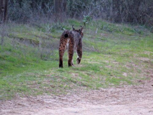 Doñana National Park: 2-Day Tour From Seville - Last Words