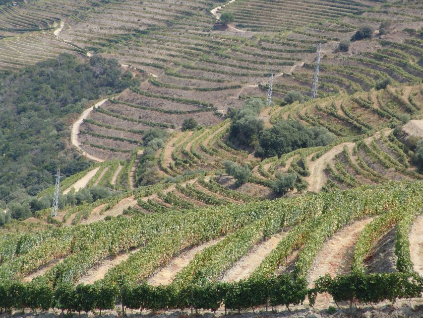 Douro Valley Wine Road Trip, 2 Vineyards Lunch River Cruise - Common questions